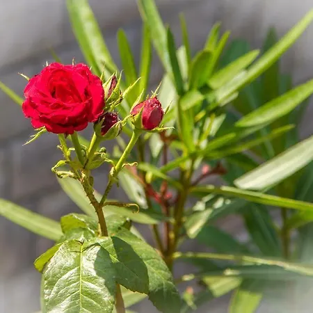 Apartment Villa Vista *