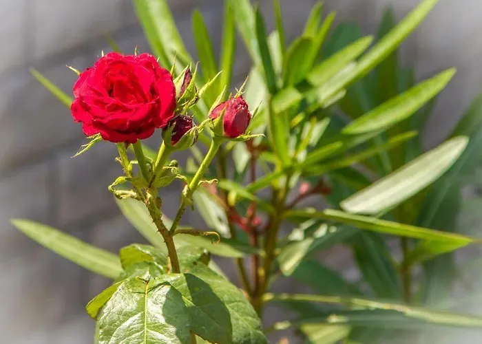 Apartment Villa Vista *